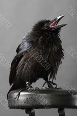 black raven