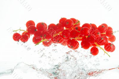 red currants
