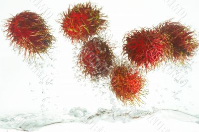 flying Rambutan