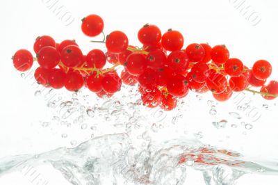 flying red currants