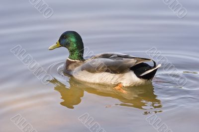 Mallard Looking