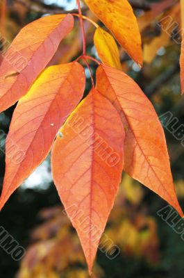 Autumn leaves