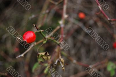 wild rose hip
