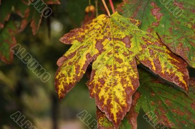 Autumn leaves