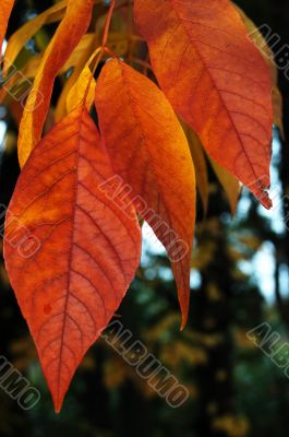 Autumn leaves