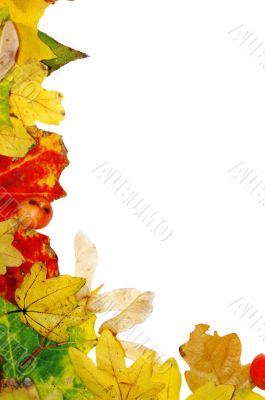 Autumn frame