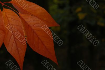 Autumn leaves