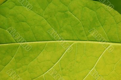 Leaf macro
