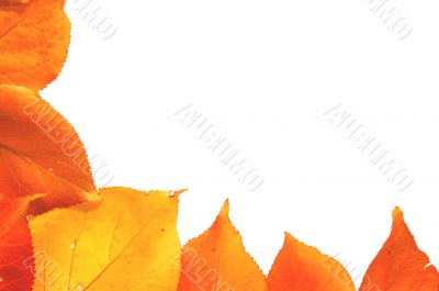 Autumn frame