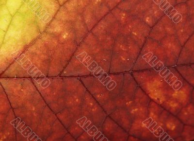 Leaf macro