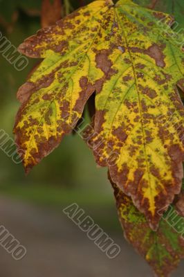 Autumn leaves