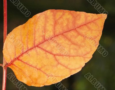 Autumn leaves