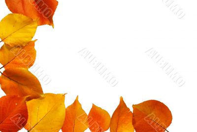 Autumn frame