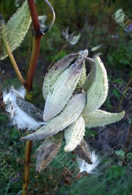 Milkweed Pods