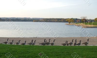Row of Canadian Geese