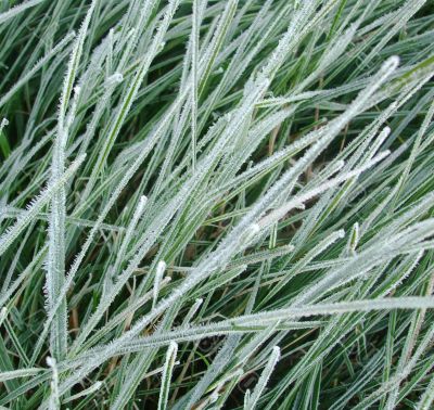 First Frost Background