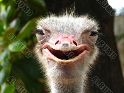 Smiling Ostrich