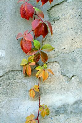 Wall with the grapes