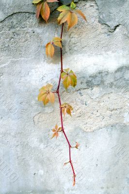 Wall with the grapes