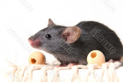 Mouse