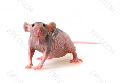 Naked rat