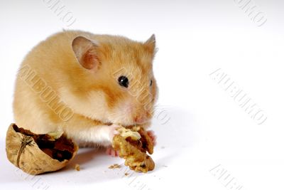 Hungry