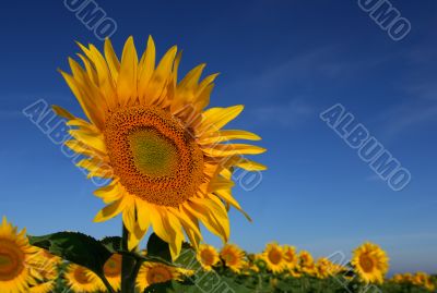 Wild sunflower