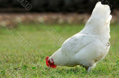 Hen eating in an open field