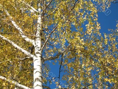 autumn scene: coloured leaves