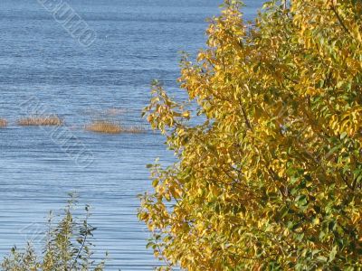 autumn scene: coloured leaves