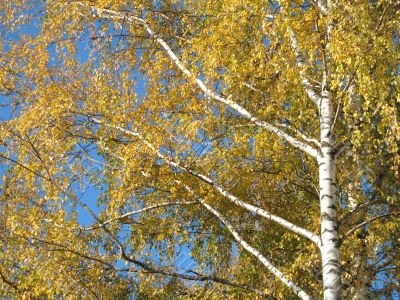 autumn scene: coloured leaves