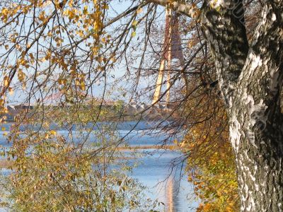 autumn scene: coloured leaves