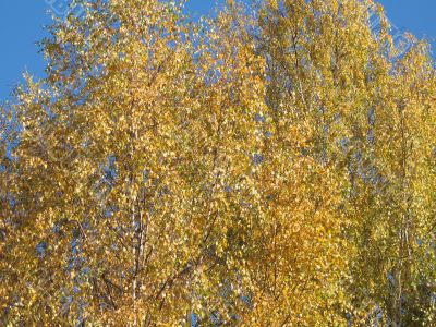 autumn scene: coloured leaves