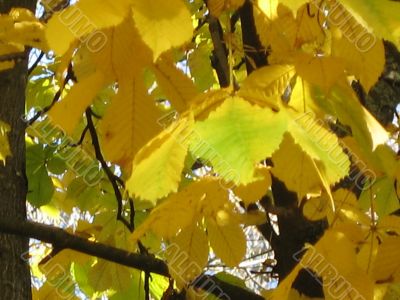 autumn scene: coloured leaves