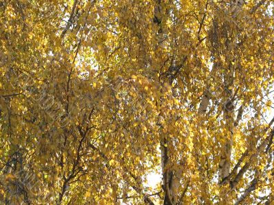 autumn scene: coloured leaves