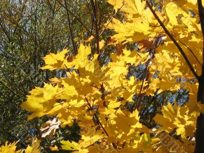 autumn scene: coloured leaves