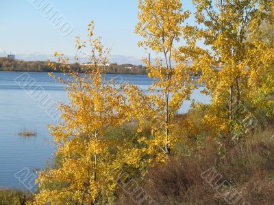autumn scene: coloured leaves