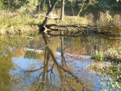 autumn scene: coloured leaves