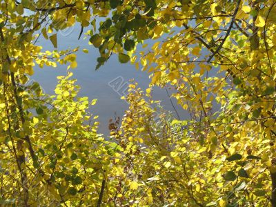 autumn scene: coloured leaves