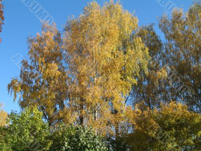 autumn scene: coloured leaves