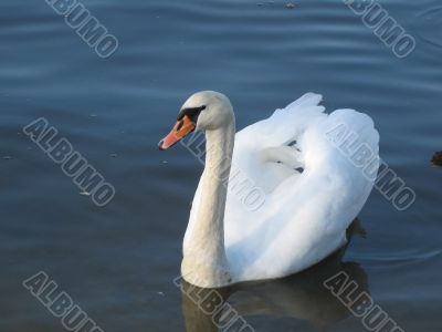 a graceful swan