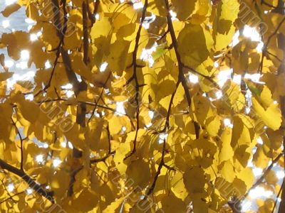 autumn scene: coloured leaves