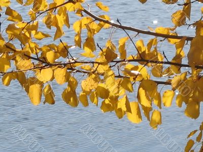 autumn scene: coloured leaves