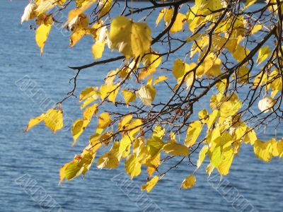 autumn scene: coloured leaves