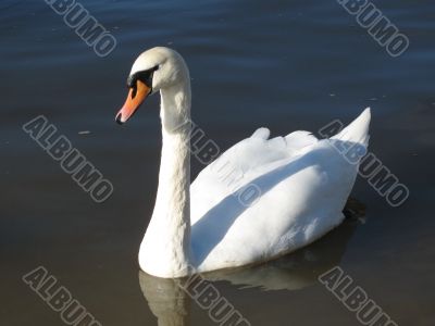 a graceful swan
