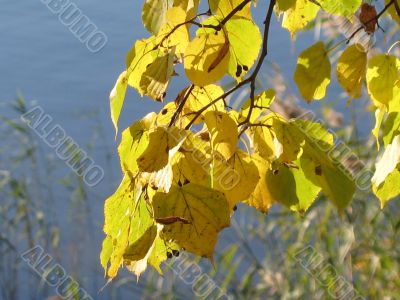 autumn scene: coloured leaves