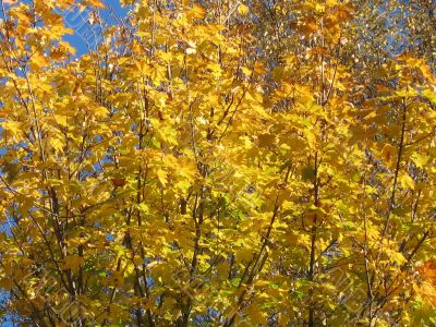 autumn scene: coloured leaves