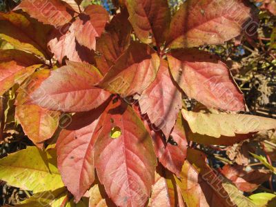 autumn scene: coloured leaves