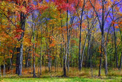 Fall Foliage
