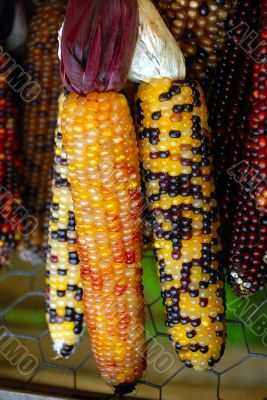 Indian Corn